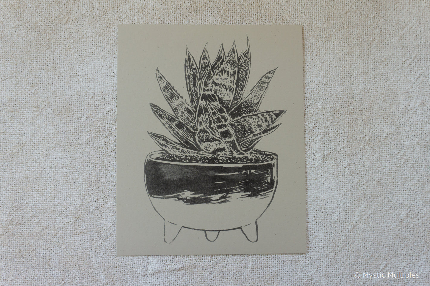 Molcajete Plant