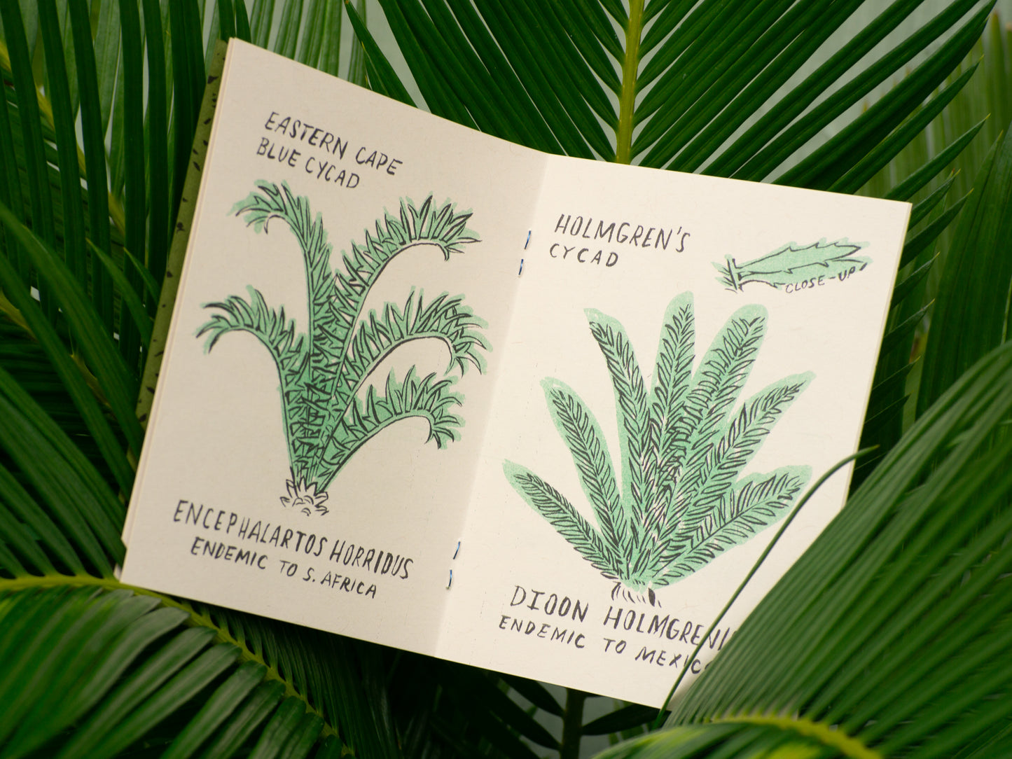 Cycad Circle