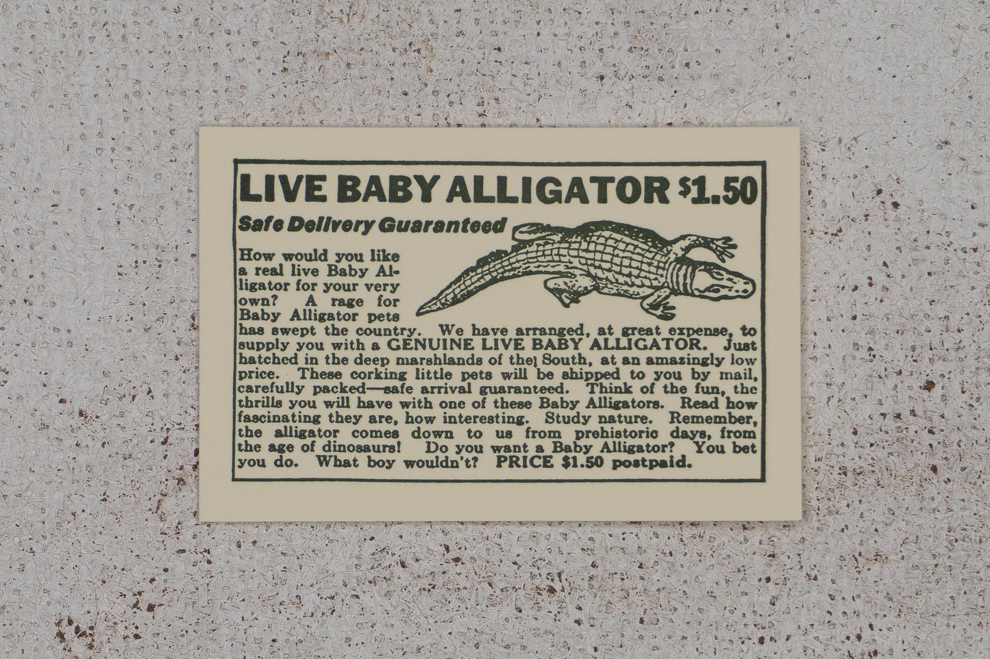 Live Baby Alligators