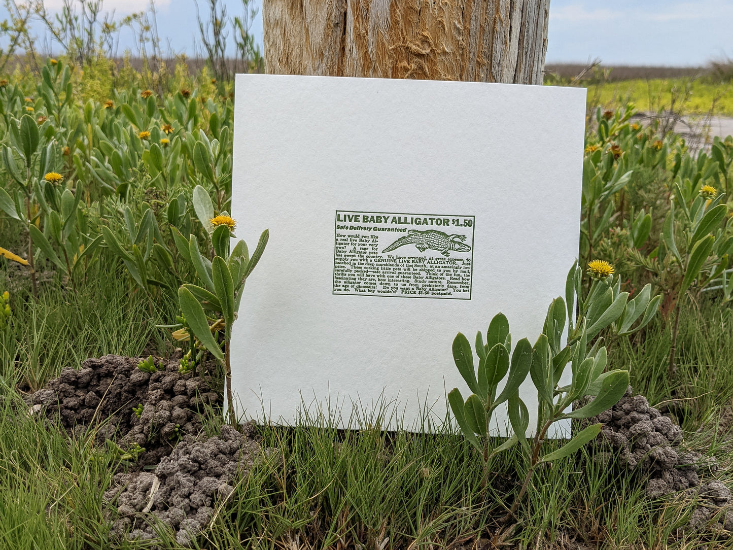 Live Baby Alligators