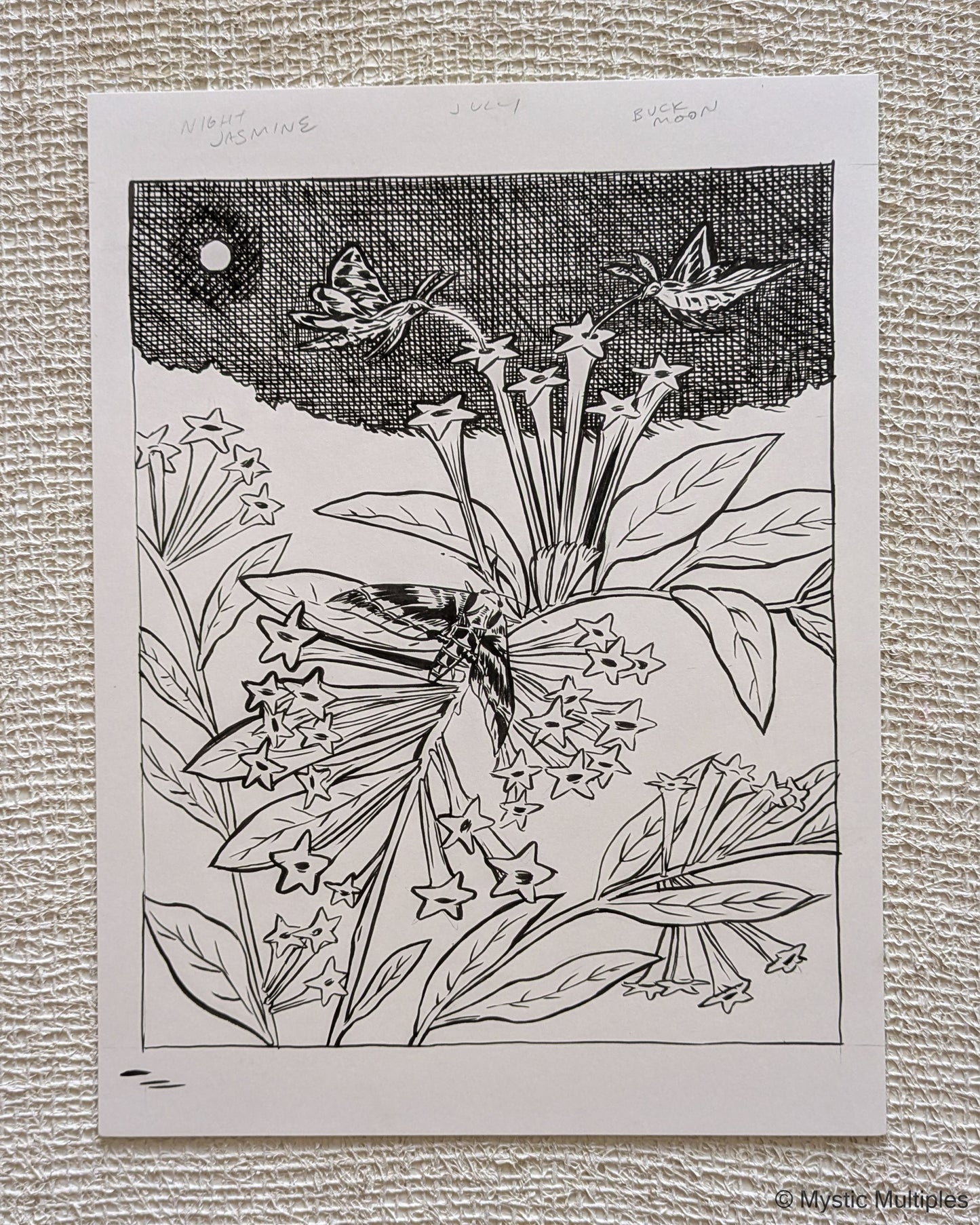 Pen illustration of night jasmine, the buck moon, and moth pollinators.