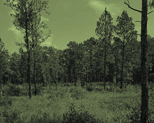 Stylized picture of the piney woods of big thicket