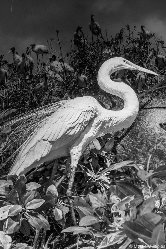 White Egret Display in black and white