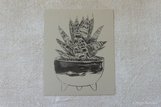 Molcajete Plant