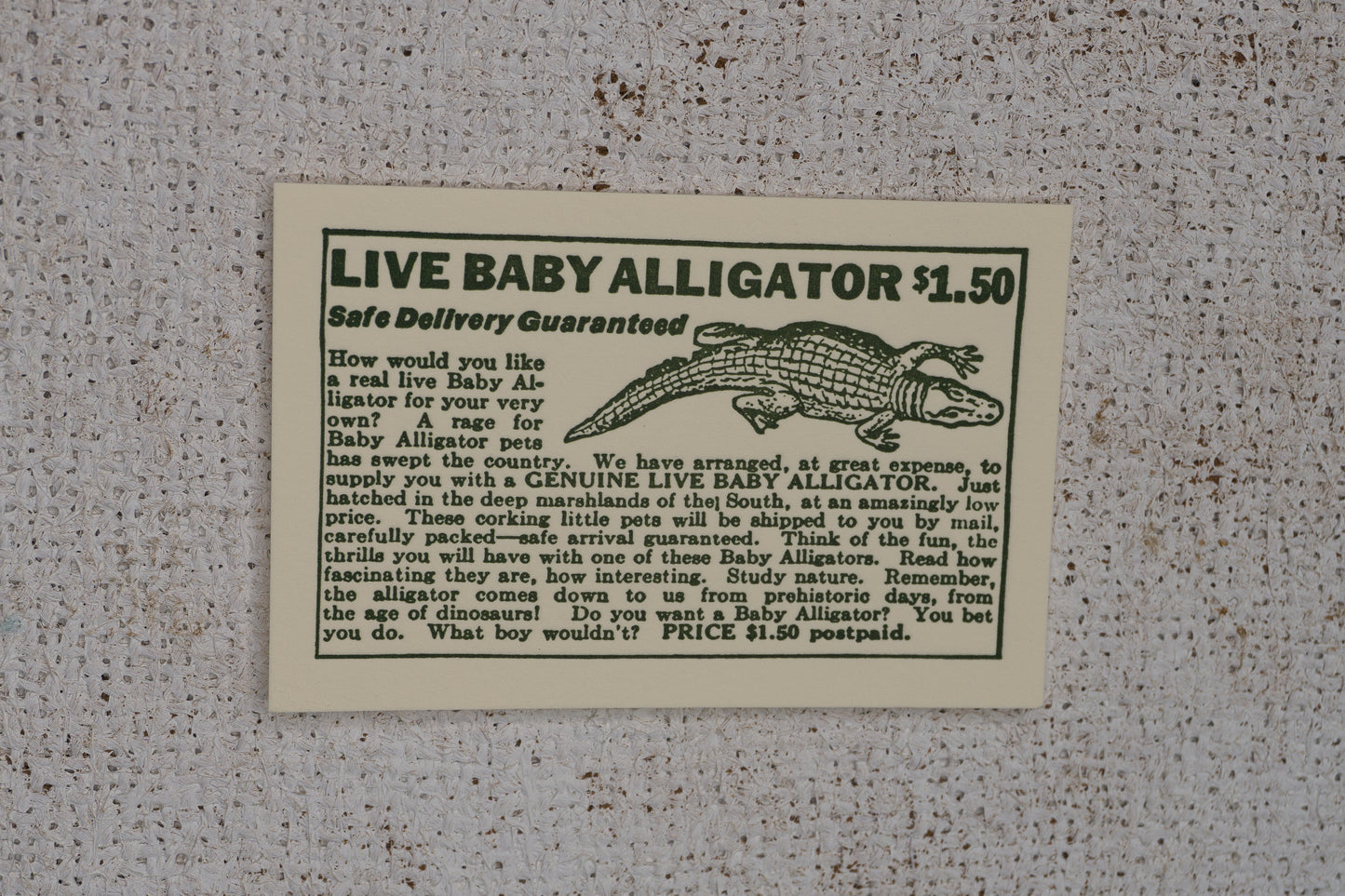 Live Baby Alligators