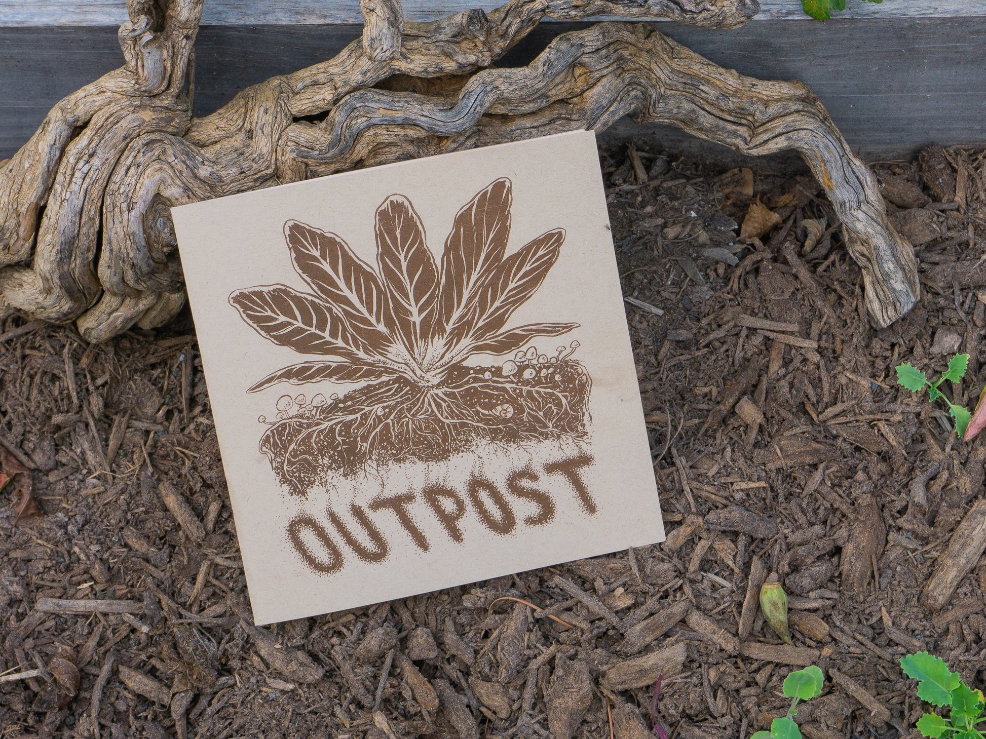 Cover of the zine with a mustard plant growing among mushrooms with an underground view of the root structure.