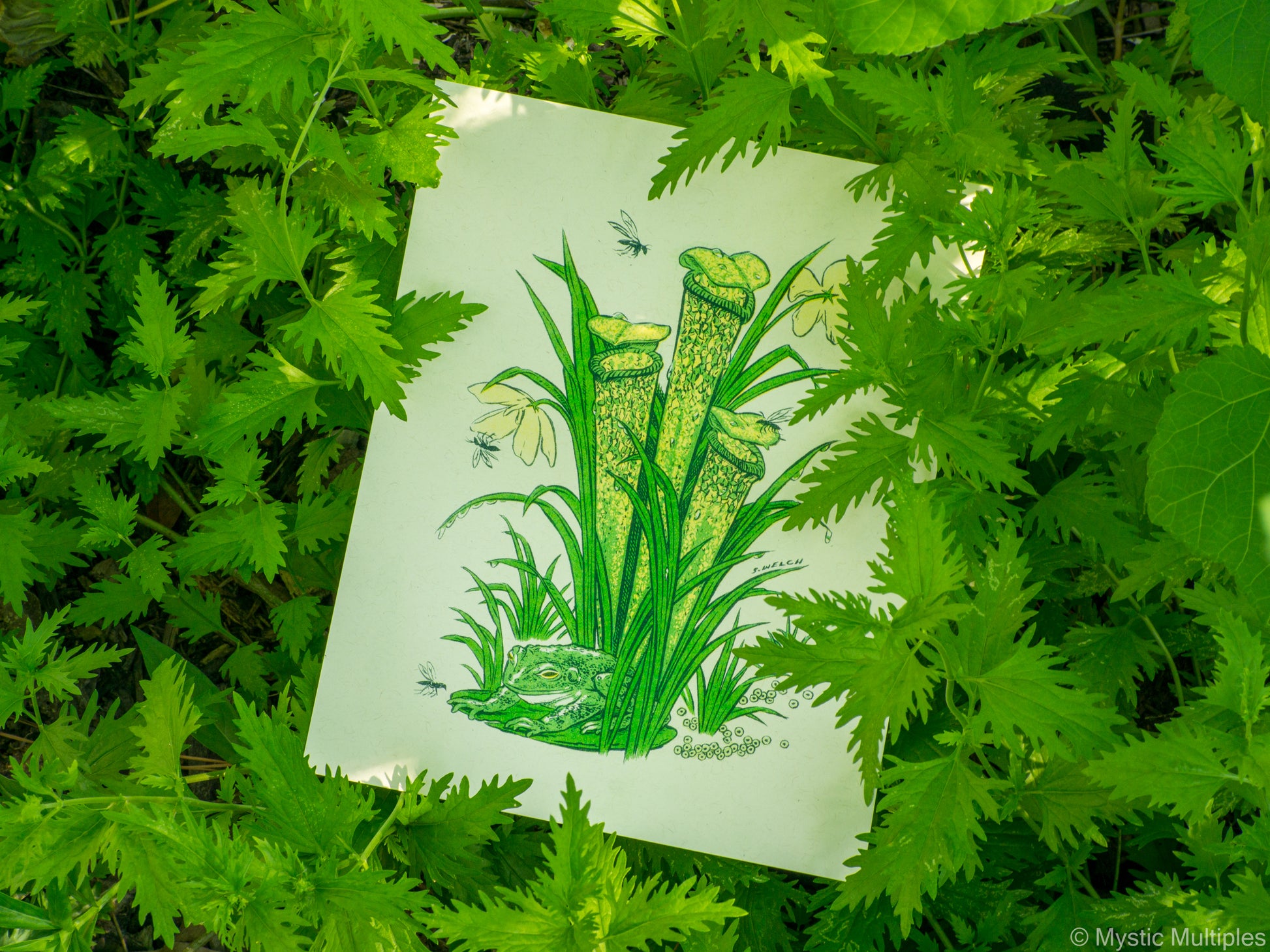 8x10 inch art print surrounded by leaves, with illustration of a frog and a pitcher plant