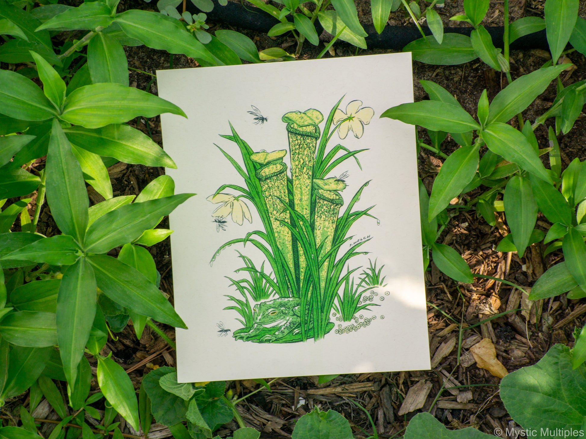8x10 inch art print surrounded by leaves, with illustration of a frog and a pitcher plant