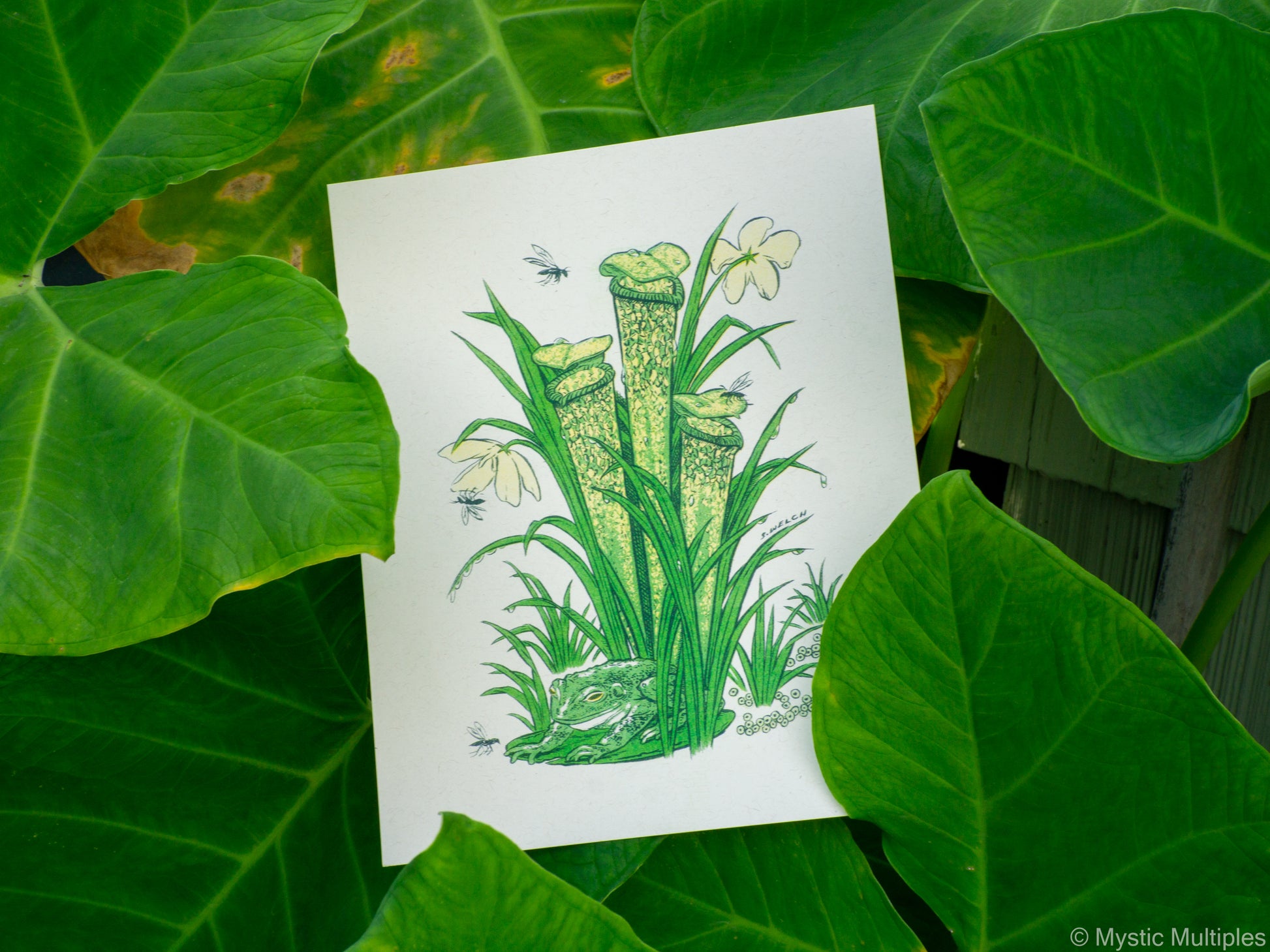 8x10 inch art print surrounded by leaves, with illustration of a frog and a pitcher plant