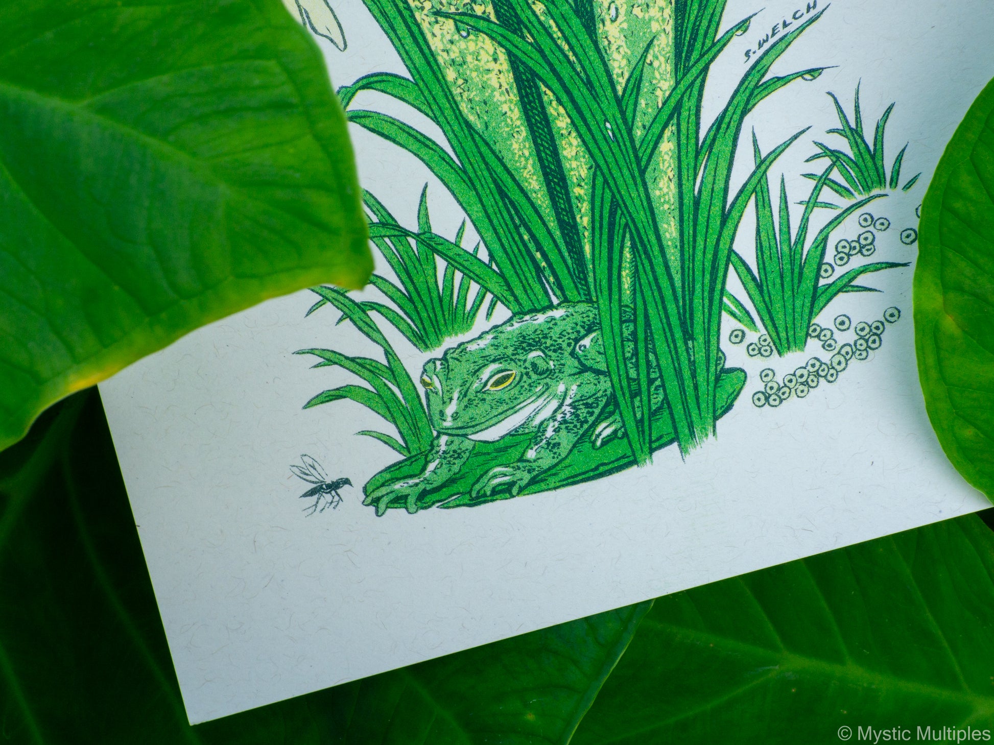 Illustration of frog, fly, and frog eggs at the base of a pitcher plant