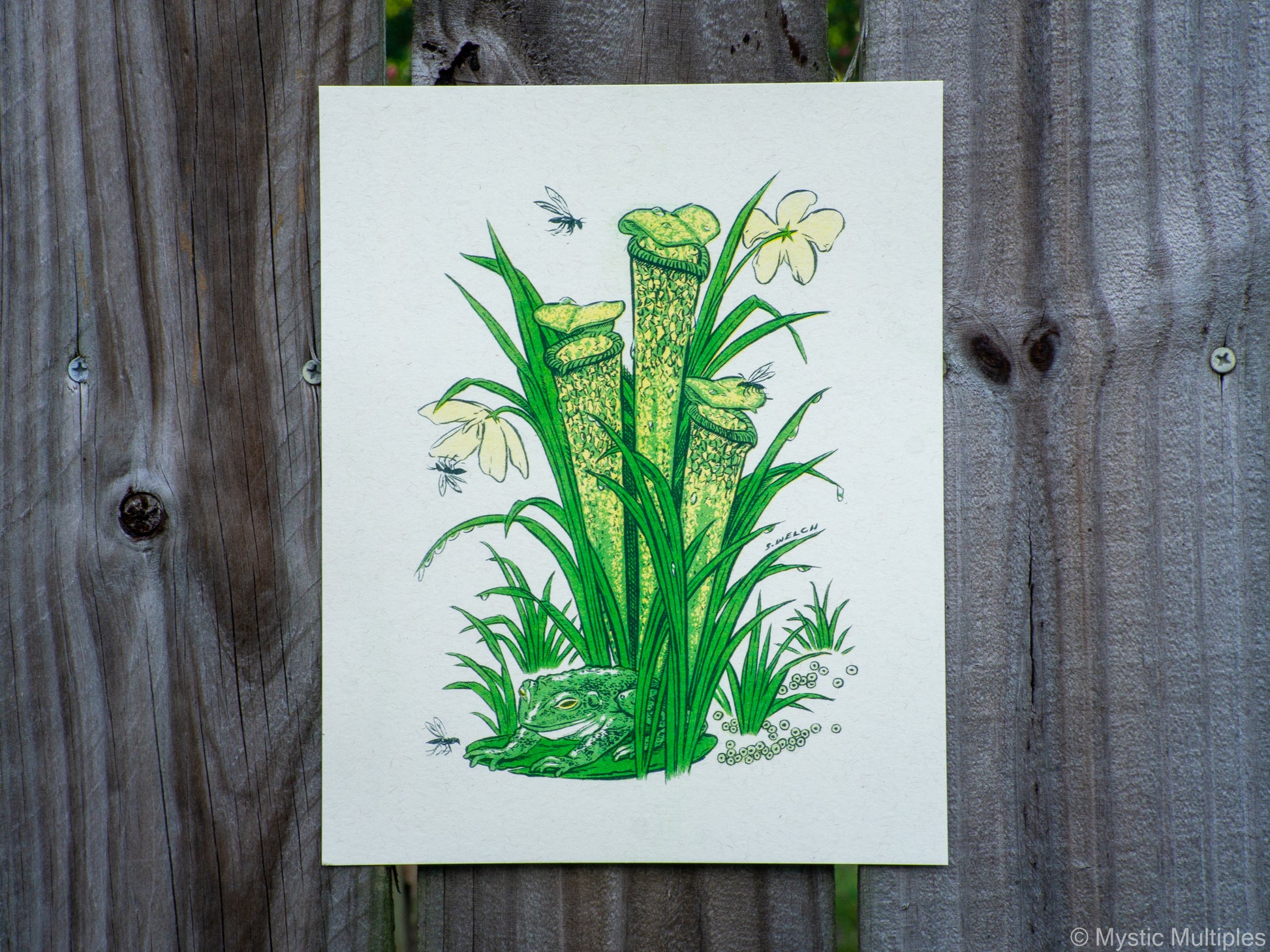 8x10 inch art print with illustration of a frog and a pitcher plant