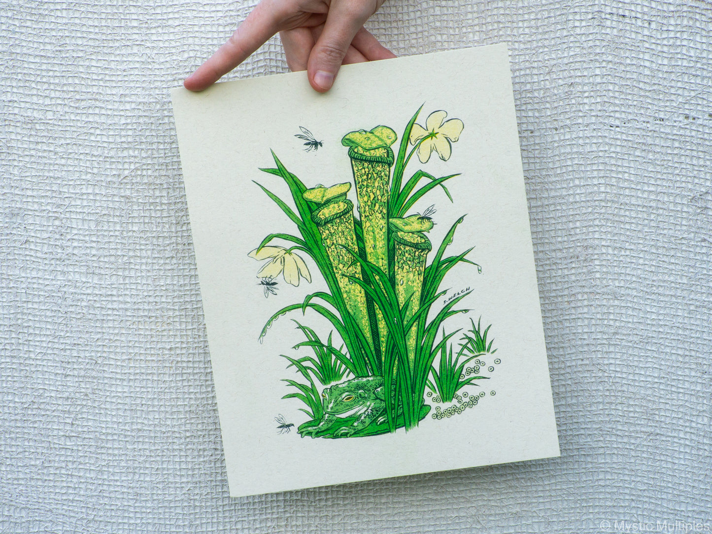 8x10 inch art print held by a hand, with illustration of a frog and a pitcher plant