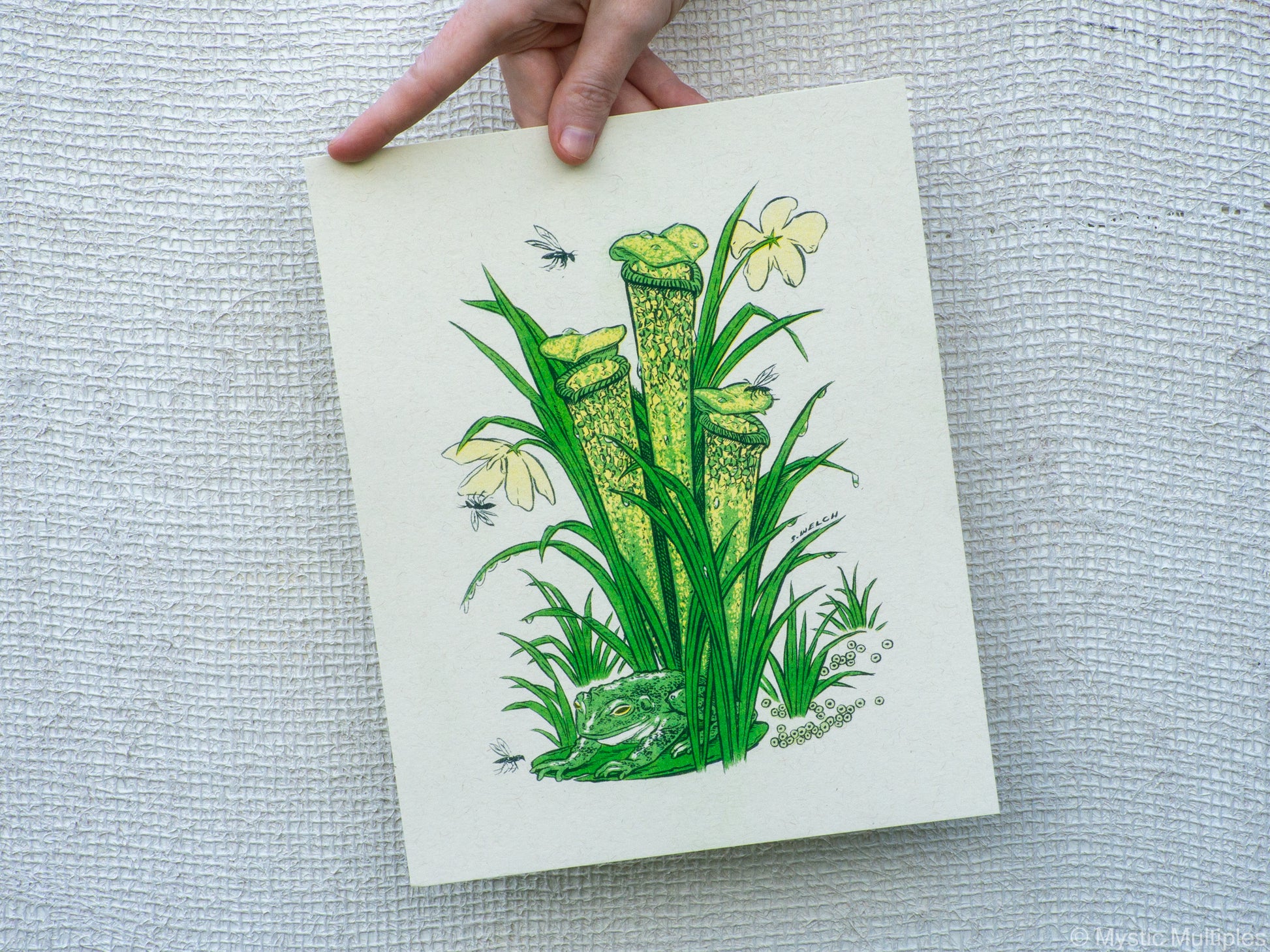 8x10 inch art print held by a hand, with illustration of a frog and a pitcher plant