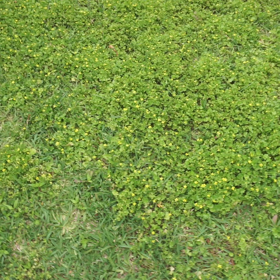 15 second video of a hand holding the love never dies print above a grass field.