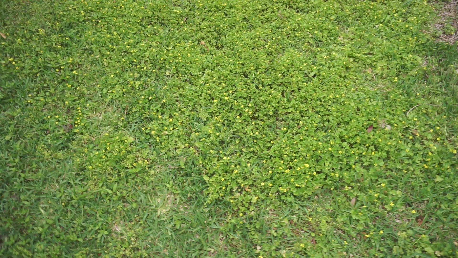 15 second video of a hand holding the love never dies print above a grass field.