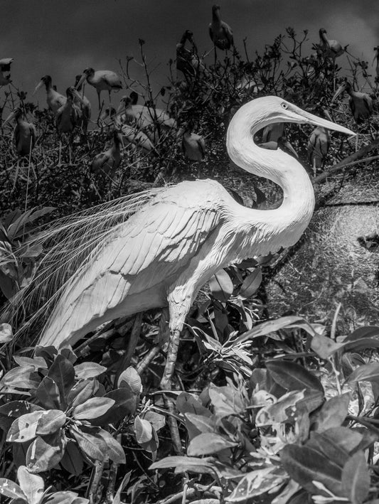 The White Egret